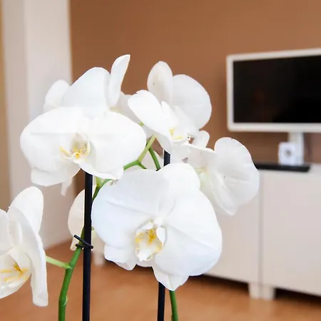 Apartment Trinidad 38 * La Laguna (Tenerife)